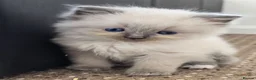 Ragdoll cats for sale: Pure Ragdoll kittens  - Advert 4