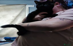 Mixed Breed cats for sale: Male cat - Image 2