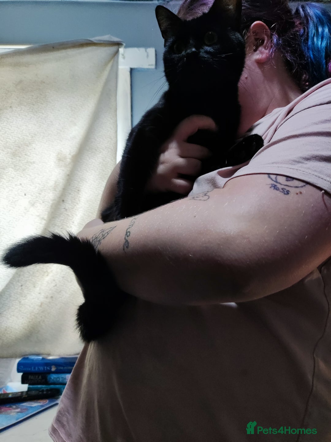 Mixed Breed cats for sale: Male cat - Image 2