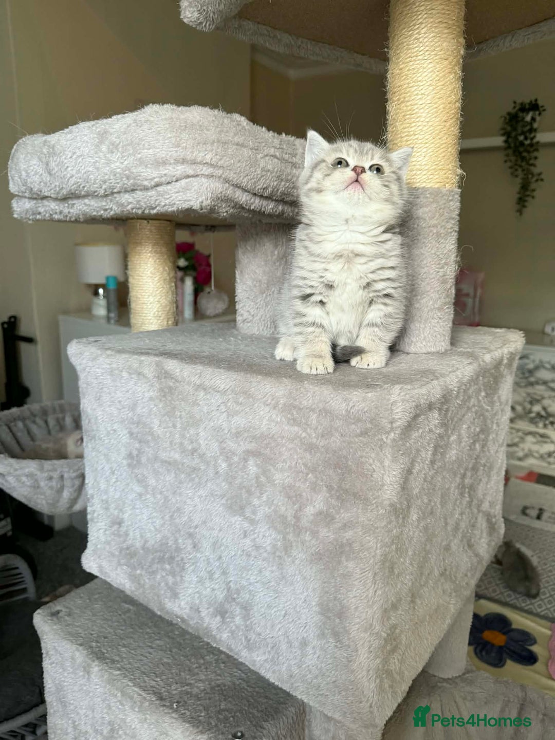 British Shorthair cats for sale: British shorthair kittens for sale  - Advert 18