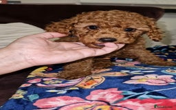 Toy Poodle dogs for sale: Lady red Kc toy poodle female  - Image 4