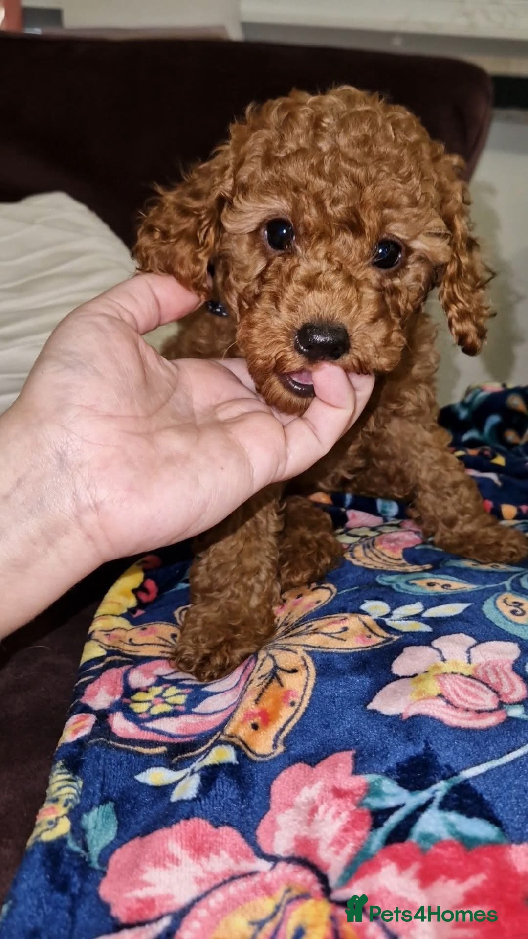 Toy Poodle dogs for sale: Lady red Kc toy poodle female  - Image 4