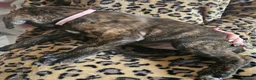 Mixed Breed dogs for sale: Bullmastiff cross puppies - Advert 11