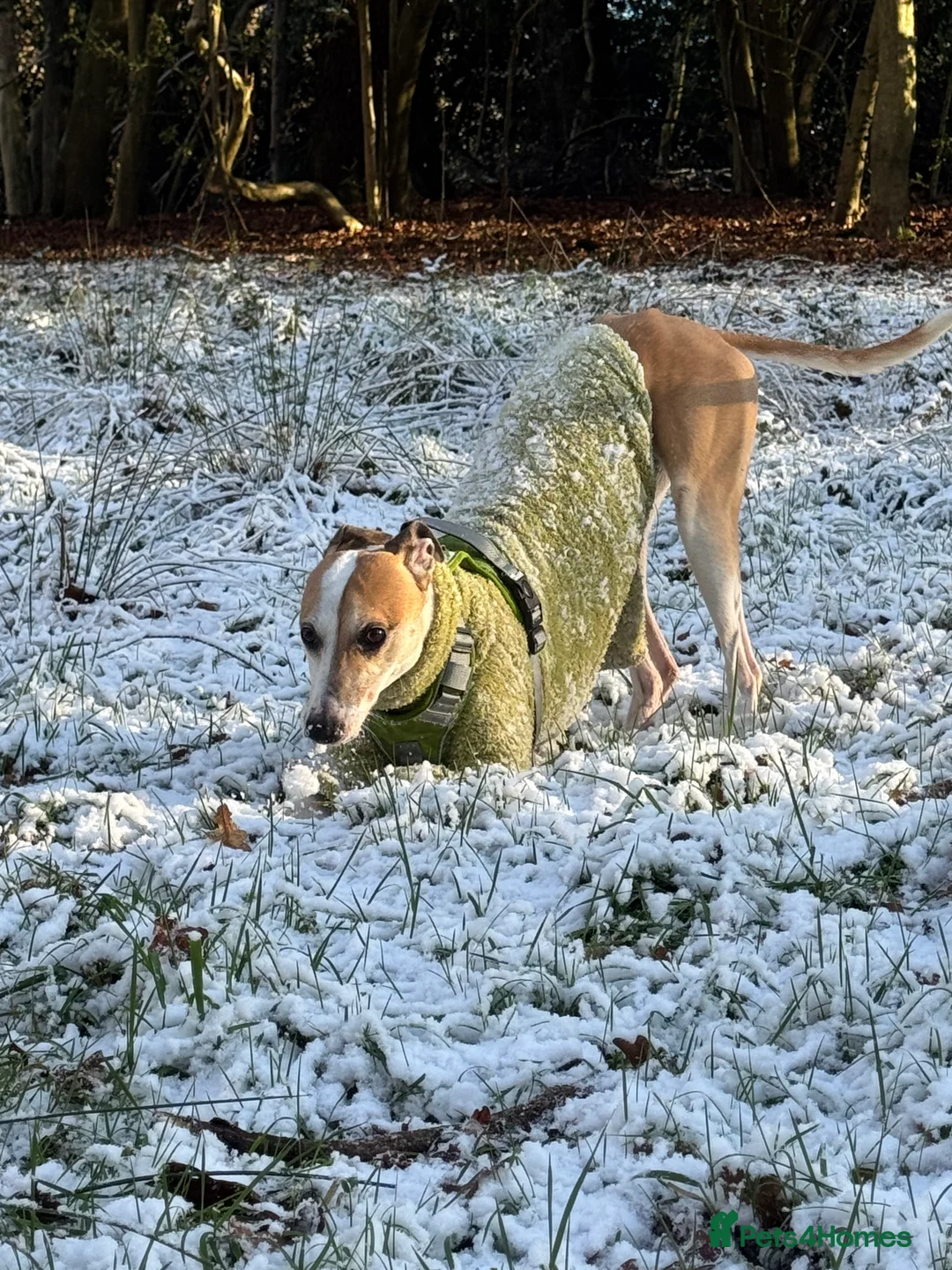 Greyhound dogs for sale: Greyhound - Advert 2