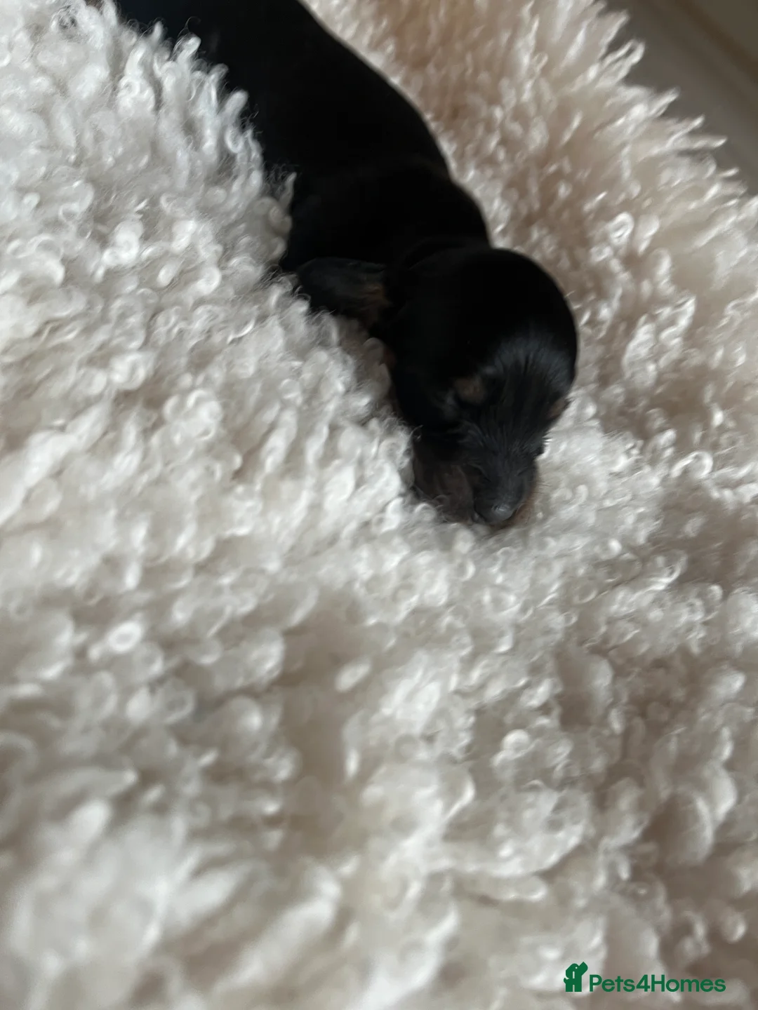 Miniature Dachshund dogs for sale: Miniature dachshunds for sale  - Advert 23