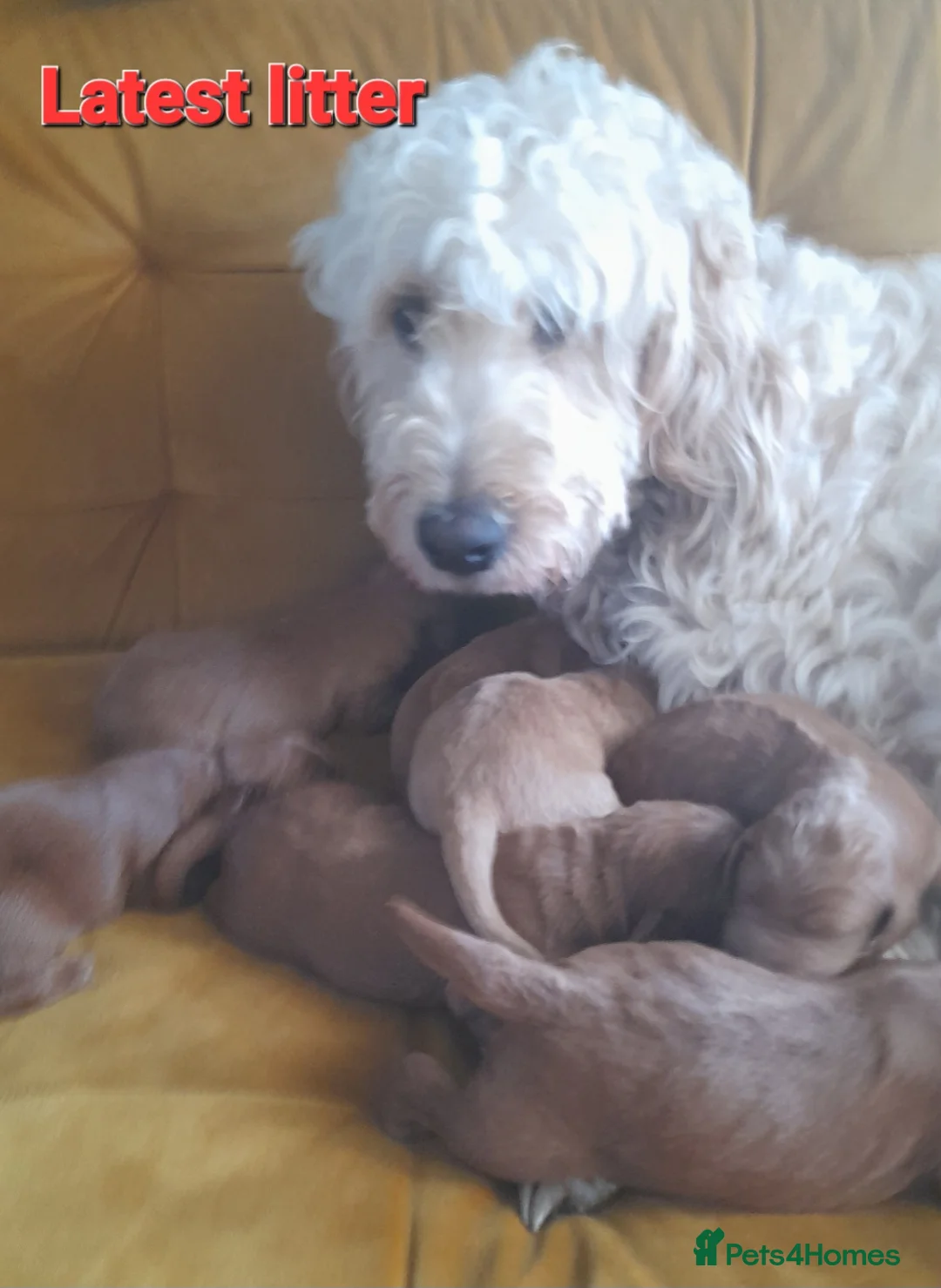 Irish Doodle dogs for stud: Irish Doodle Stud, Proven, DNA & Hip Tested in Tamworth - Advert 15