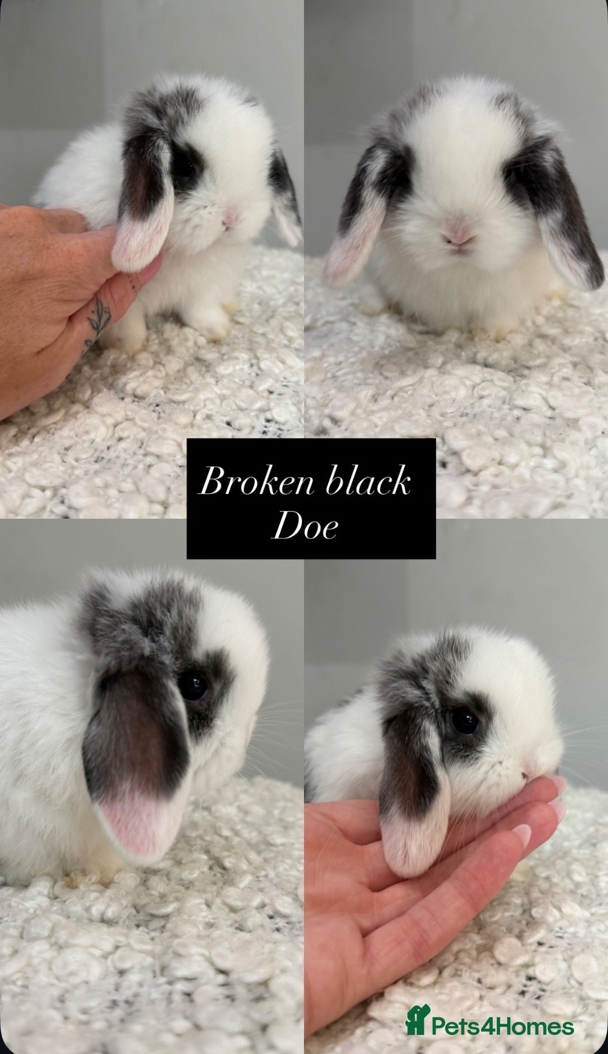 Mini Lop rabbits Beautiful mini lop babies available  - Advert 2