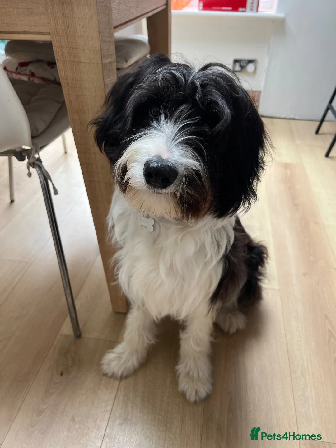 Mixed Breed dogs for sale: Border Collie × Cockapoo – Active Home Wanted in Newent - Advert 1