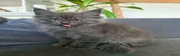 Maine Coon cats for sale: Beautiful Mainecoon kittens  - Advert 4