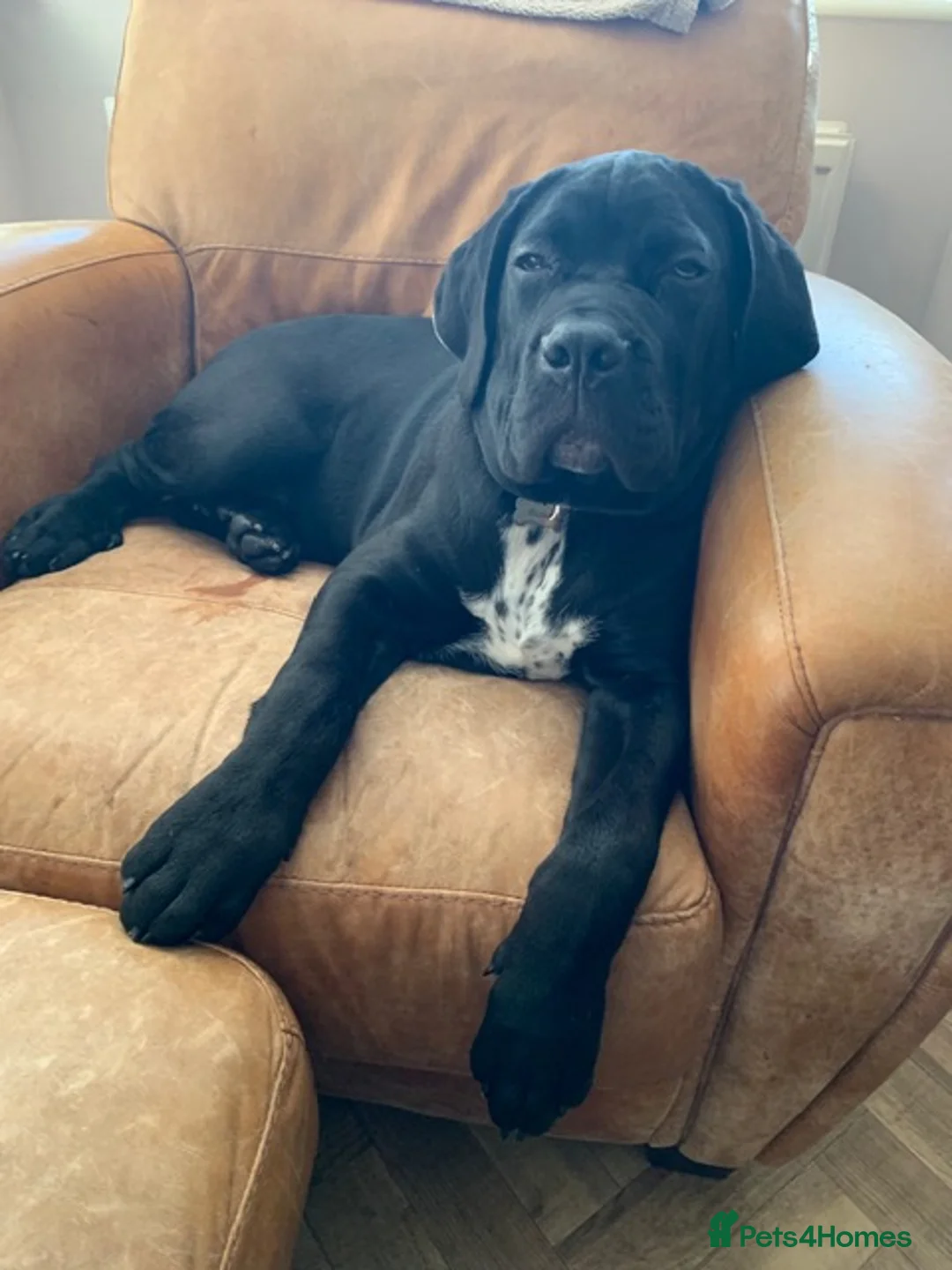 Cane Corso dogs for stud: Presenting MASSIMO MARCELLO for Stud in Stafford - Advert 3