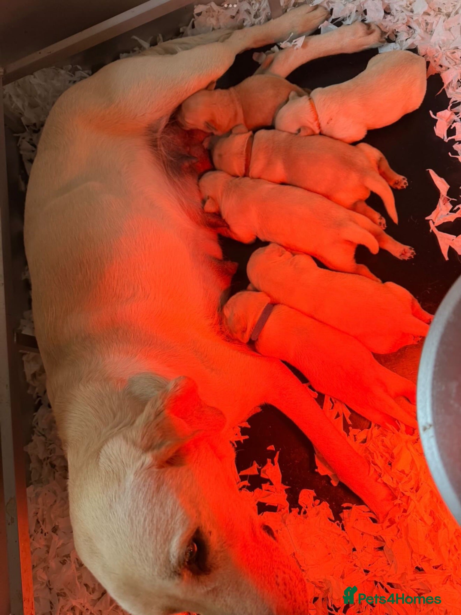 Labrador Retriever dogs Outstanding litter of labrador puppies - Advert 22