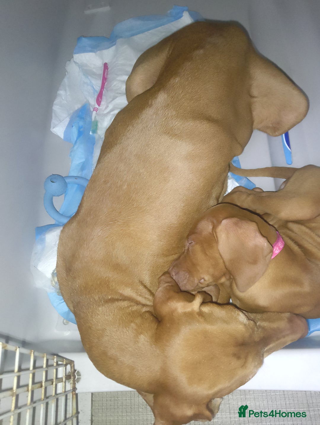 Hungarian Vizsla dogs for sale: Highly intelligent VIZSLA GIRL, bundle of energy  - Image 6