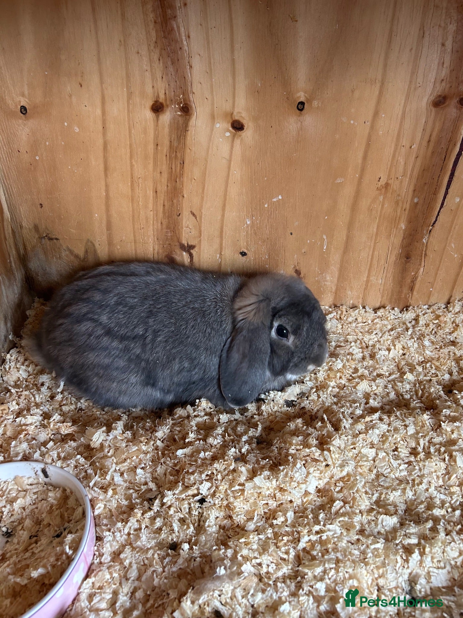 Mini Lop rabbits Blue opal mini lop - Advert 5