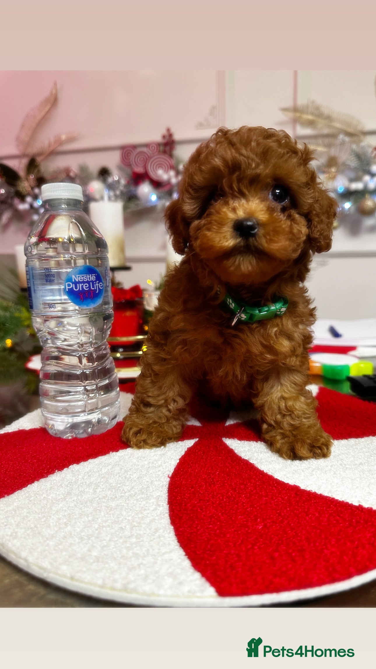 Toy Poodle dogs Tiny Toy Poodle Puppy 💙 - Advert 15