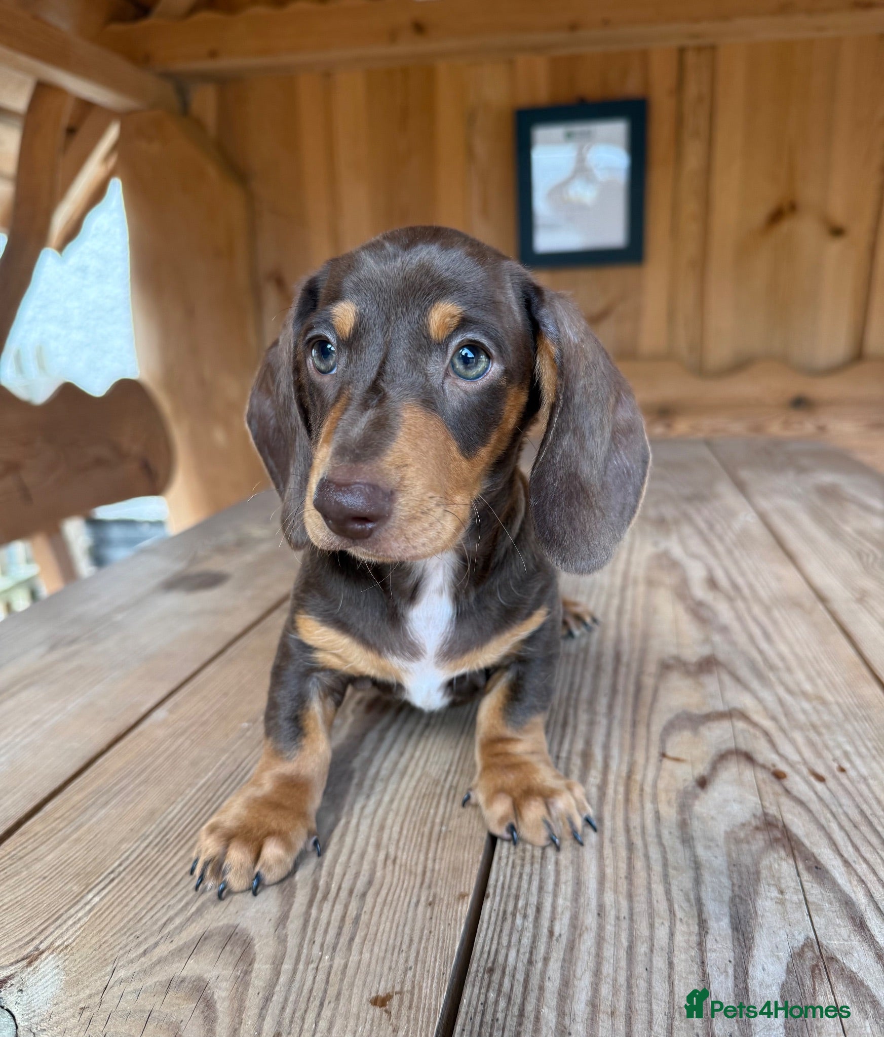 Miniature Dachshund dogs 🐾 Kc Reg Smooth Haired Miniature Dachshunds 🐾  - Advert 1
