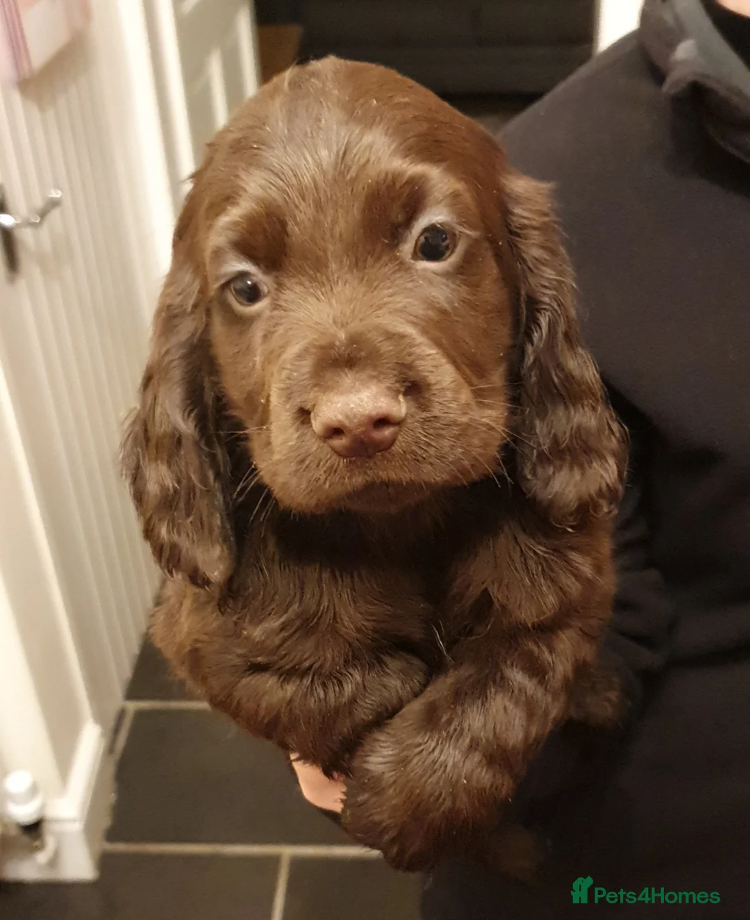 Sprocker dogs for sale: F1 Sprocker Spaniel  - Advert 12