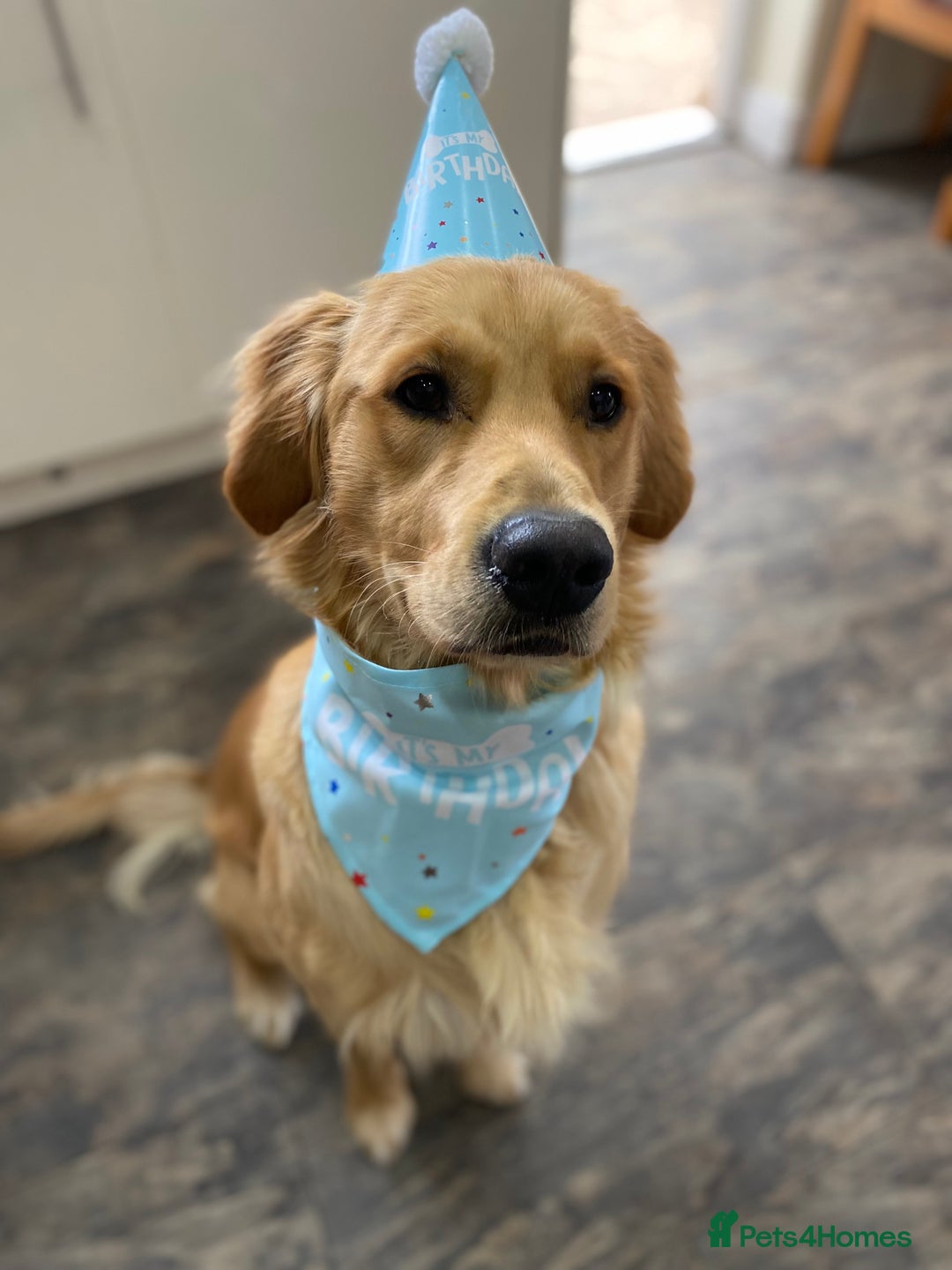 Golden Retriever dogs for stud: For stud in Fleetwood - Advert 2