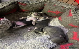 Chihuahua dogs for sale: Kc registered pedigree blue+white chihuahua pups - Image 2