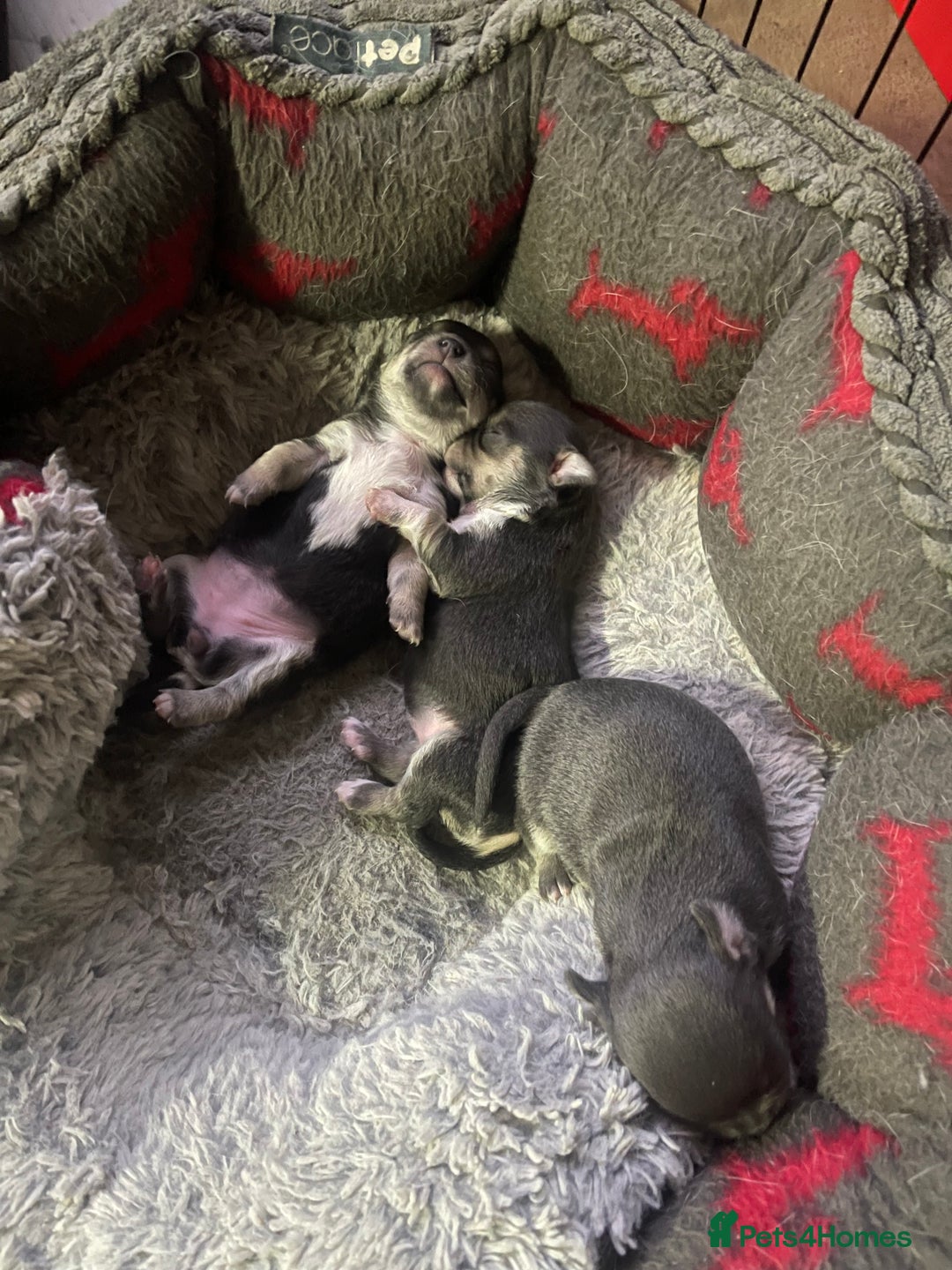 Chihuahua dogs for sale: Kc registered pedigree blue+white chihuahua pups - Image 2