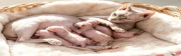 Sphynx cats for sale: STUNNING RED/SILVER SPHYNX BOY KITTEN  - Advert 5