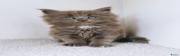 Maine Coon cats for sale: Blue maine coon kittens -DNA health tested parents - Advert 23