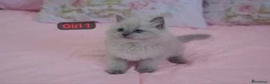 Ragdoll 5