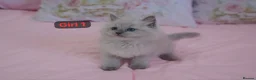 Ragdoll cats for sale: Beautiful Ragdolls  in Oldbury - Advert 8