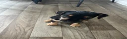 Patterdale Terrier dogs for sale: Patterdale terrier  - Advert 9