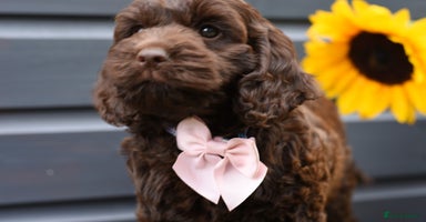 Cockapoo dogs - Advert 3