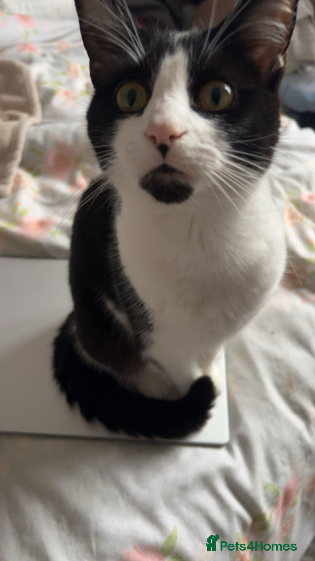 Mixed Breed cats for sale: Two 9 month old kittens - Advert 11