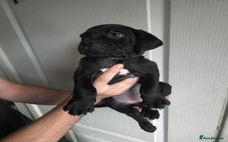 Cane Corso dogs for sale: Cane corso puppies ready to leave now - Image 33