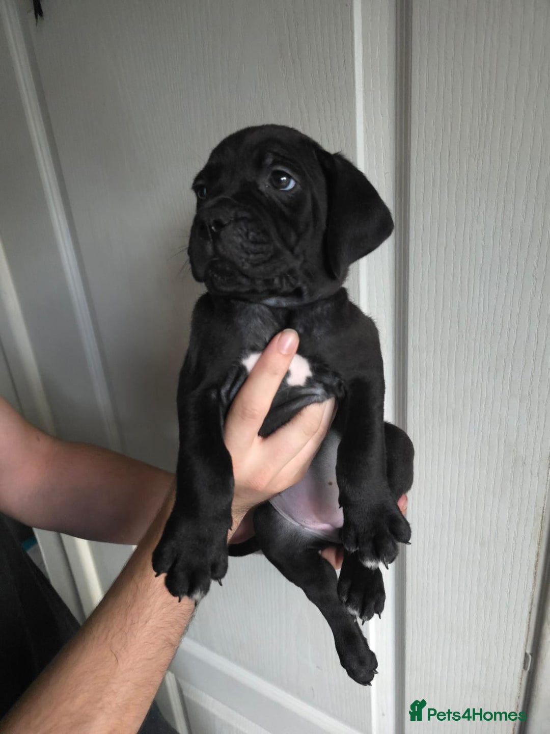 Cane Corso dogs for sale: Cane corso puppies ready to leave now - Image 33