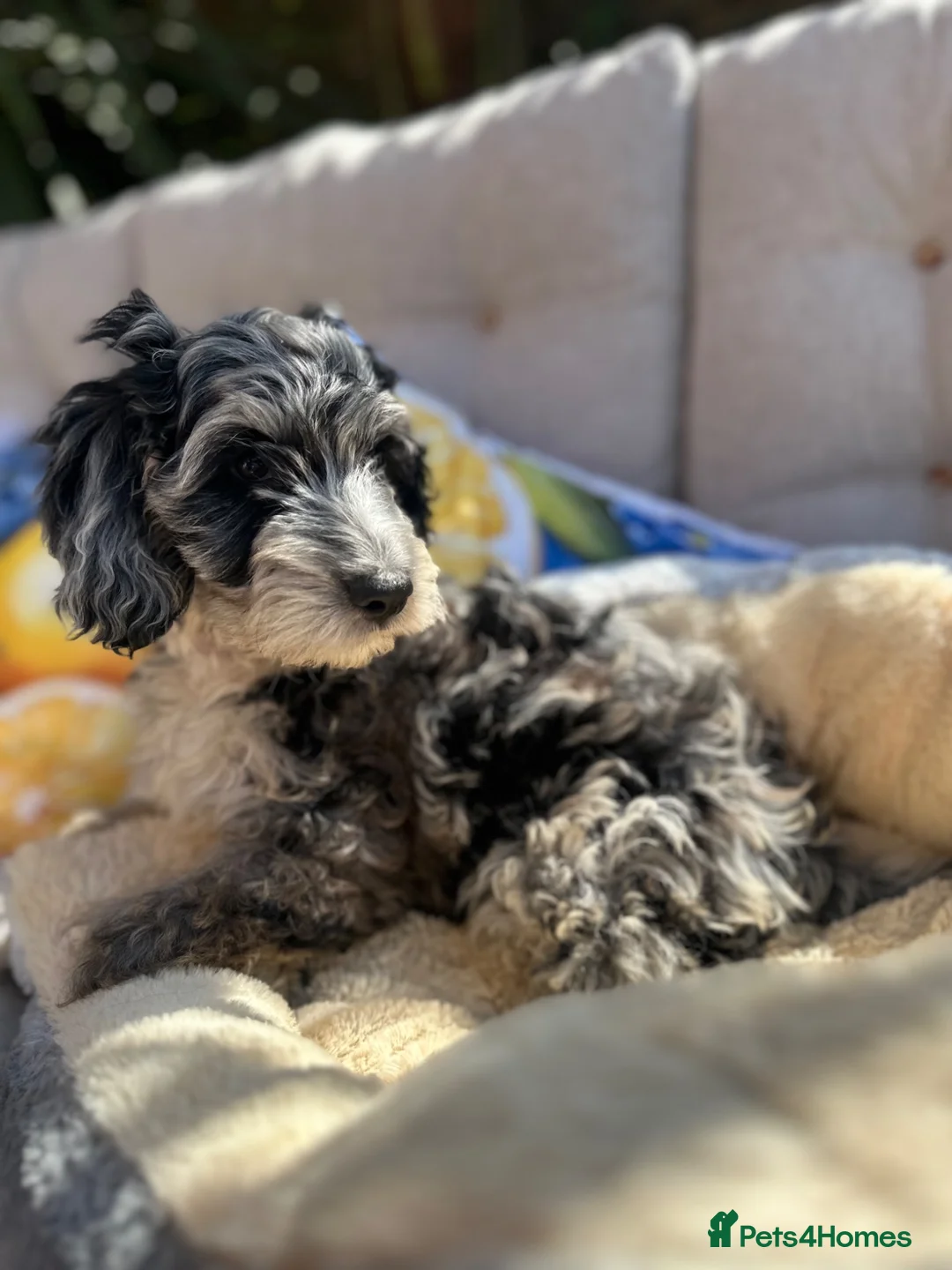 Cockapoo dogs for sale: ⭐️ BEAUTIFUL F1 TOY COCKAPOOS ⭐️ 2 REMAINING - Advert 1