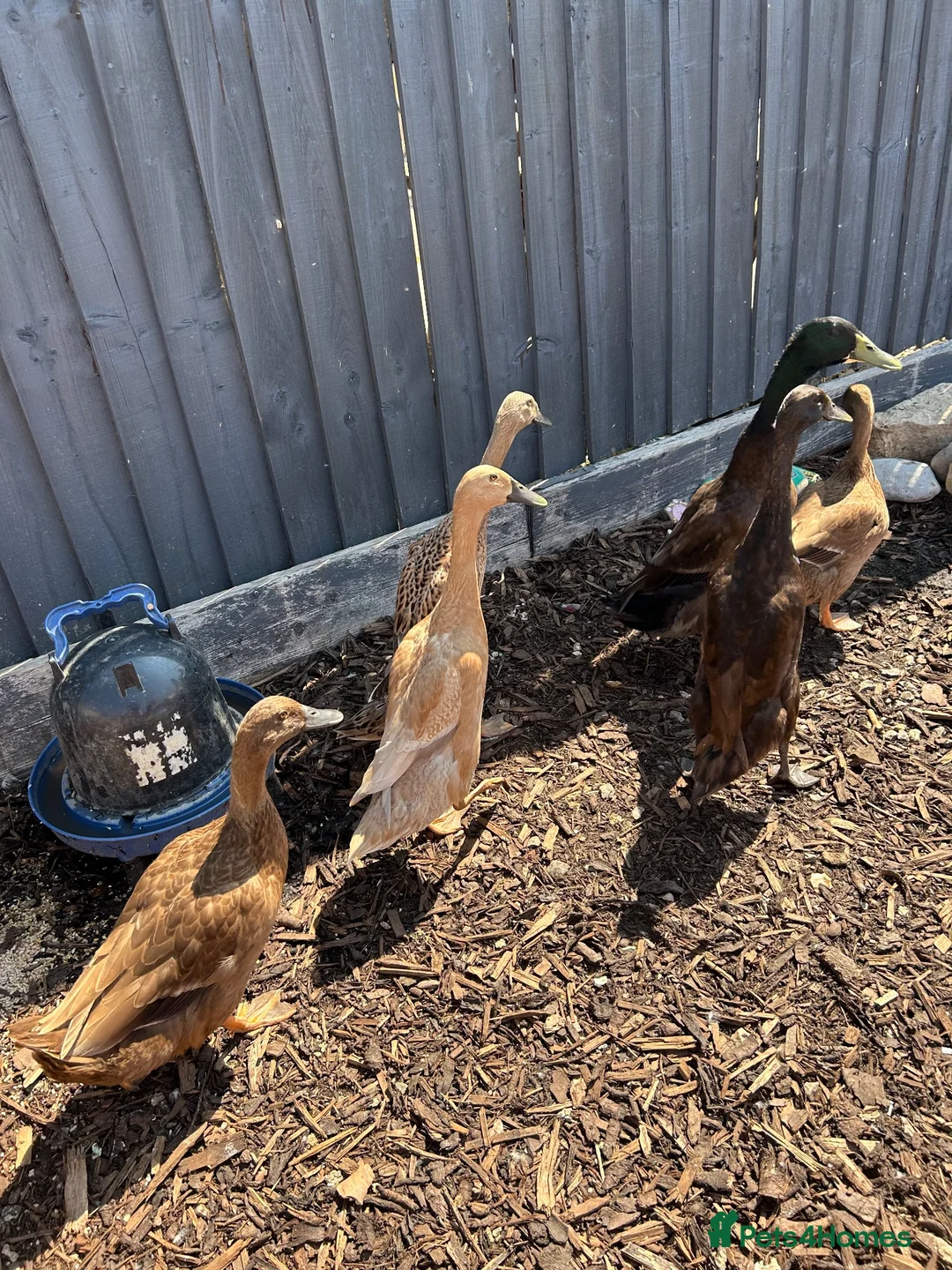 Ducks poultry for sale: Sexed duckes for sale  in Swindon - Advert 2