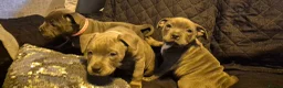 Staffordshire Bull Terrier dogs for sale: Staffordshire Bull Terrier Pupps-2 Boys Available  - Advert 3