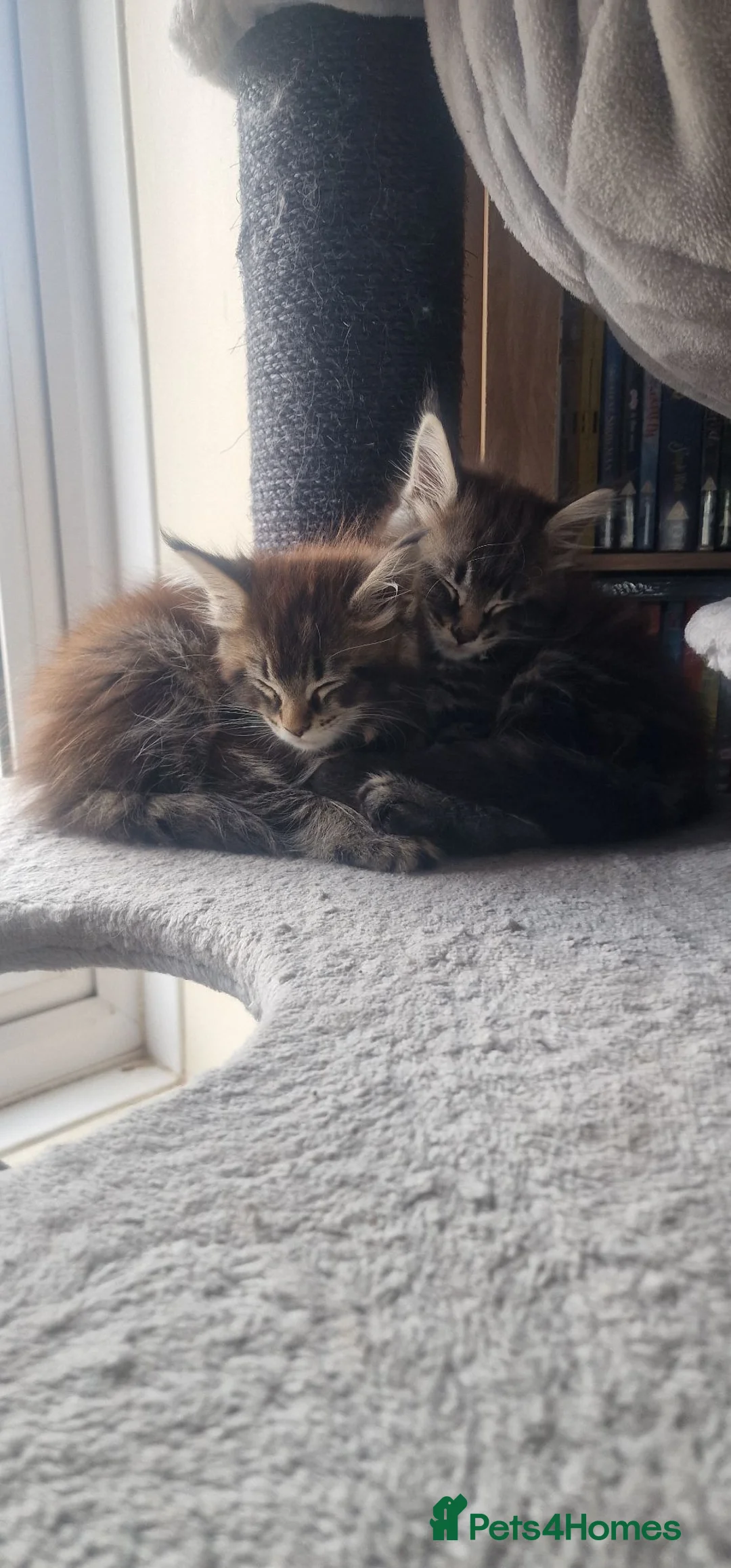 Maine Coon cats for sale: Maine coon kittens  in Wokingham - Advert 9