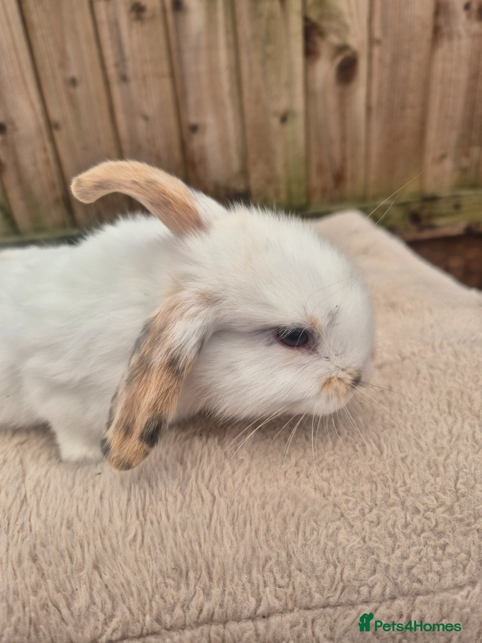 Mini Lop rabbits ❤️ READY TO GO NOW  💙  - Advert 2