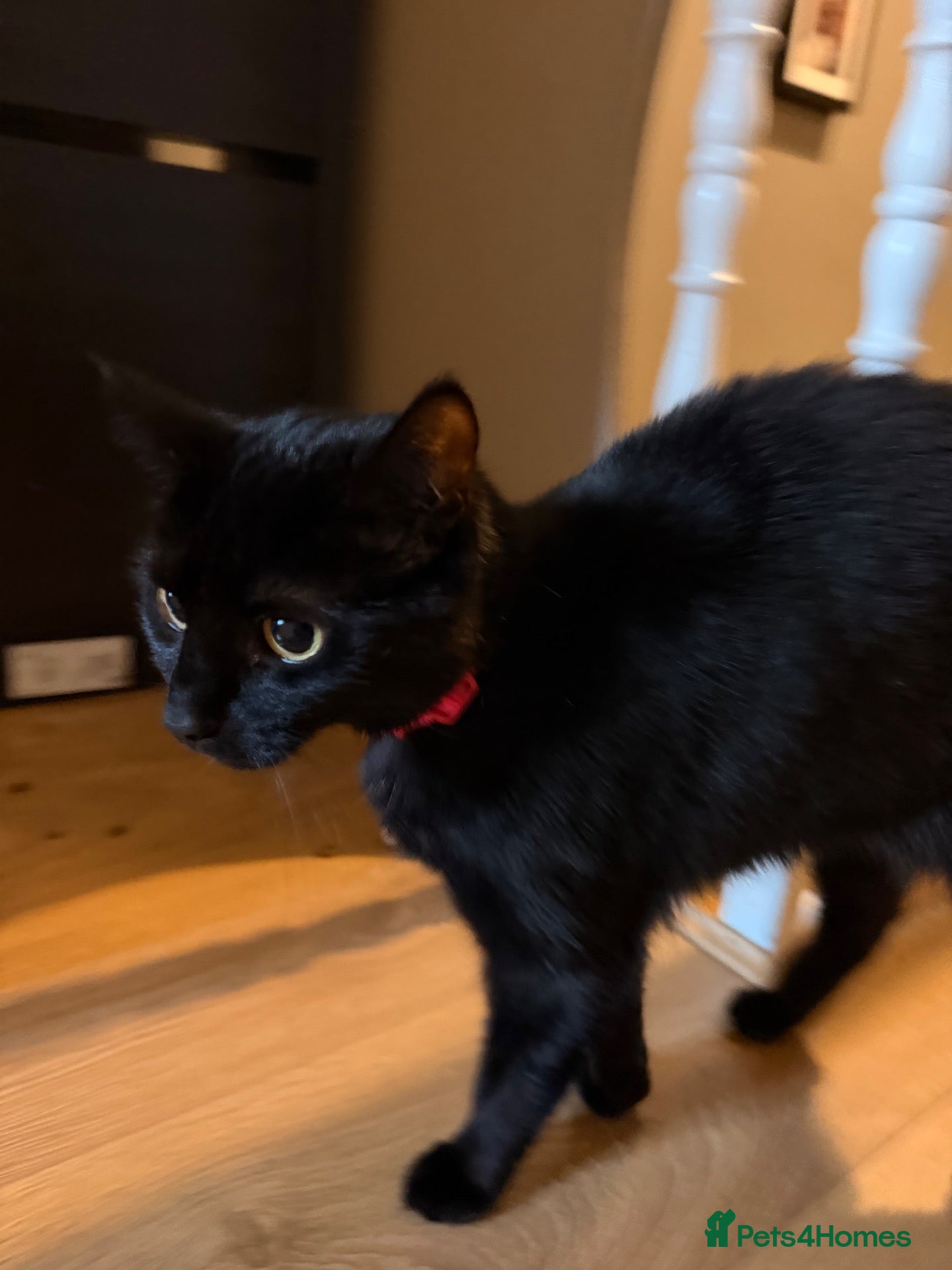 British Shorthair cats for sale: Sweet black domestic shorthair (3 Years) - Advert 4
