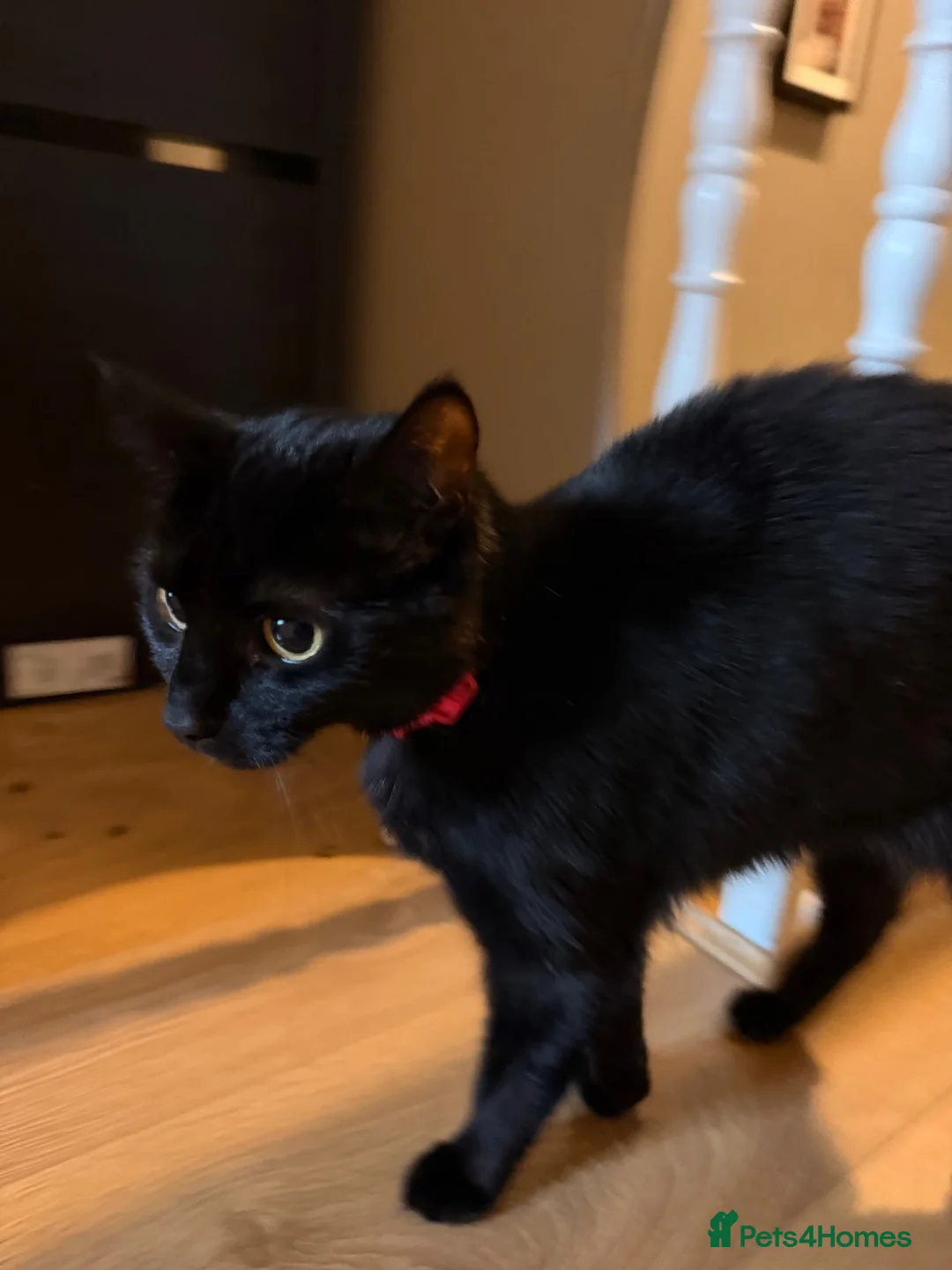 British Shorthair cats for sale: Sweet black domestic shorthair (3 Years) in London - Advert 1