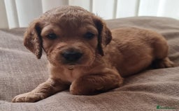 Cockapoo dogs for sale: Cockapoo's - Image 37