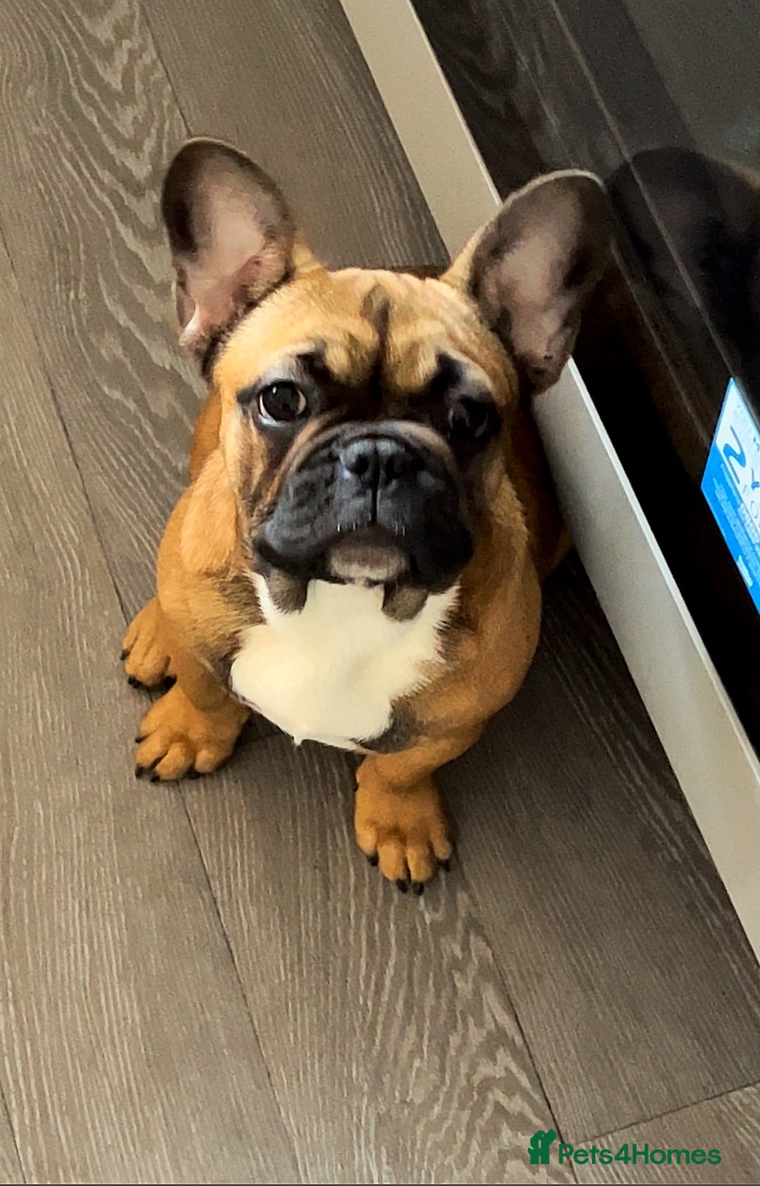 French Bulldog dogs for sale: Adorable 3-Year-Old Male & Female French Bulldog - Advert 12