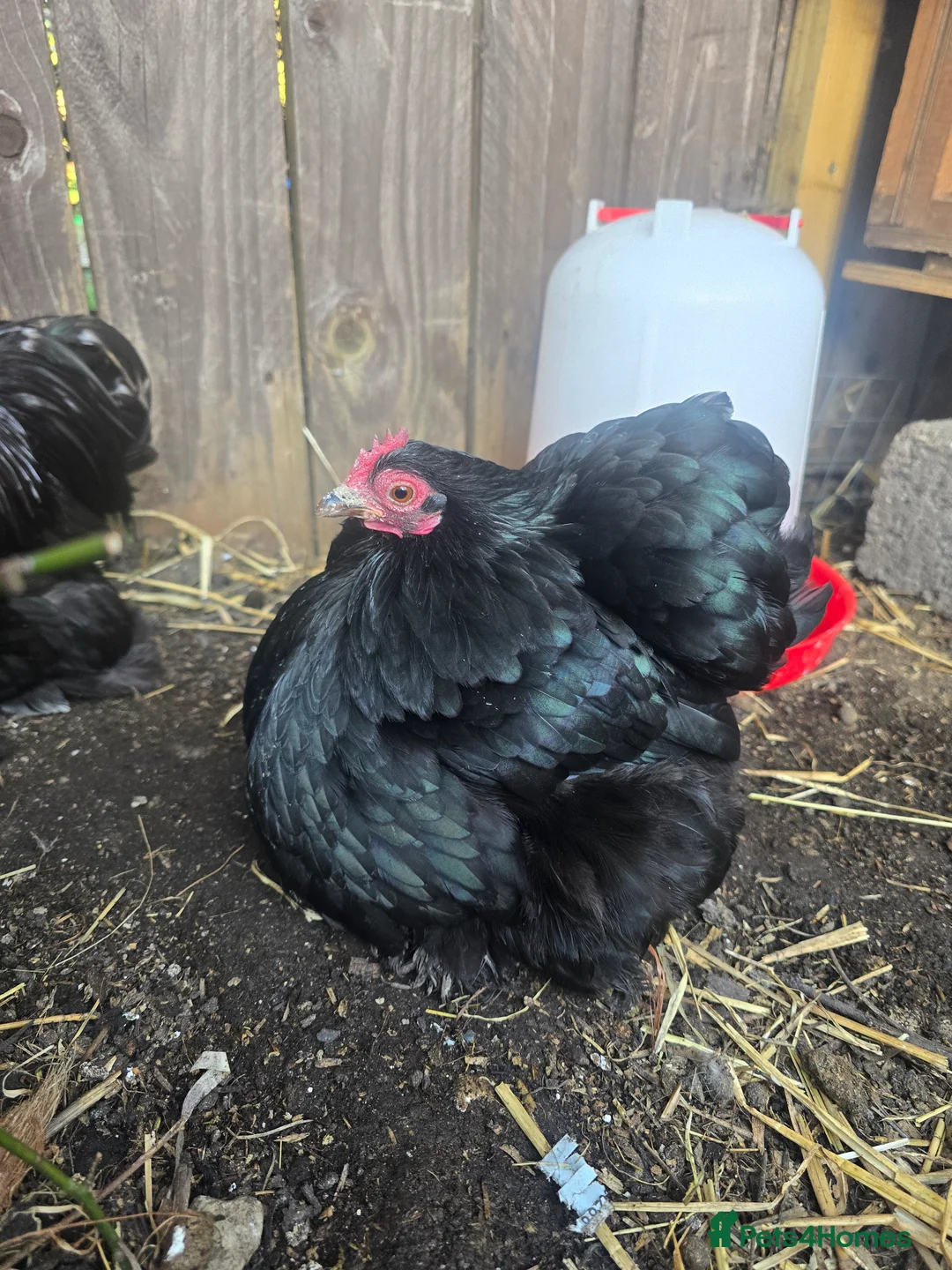 Chickens poultry for sale: Black Pekin Bantams , 3 Hens & 1 Matching Cockerel - Advert 5