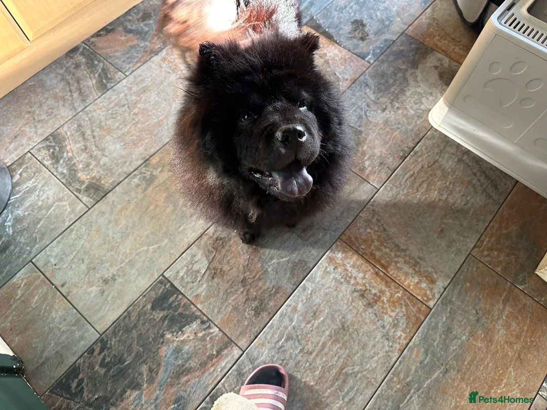 Chow Chow dogs for sale: Adults Chow chow’s  - Advert 2