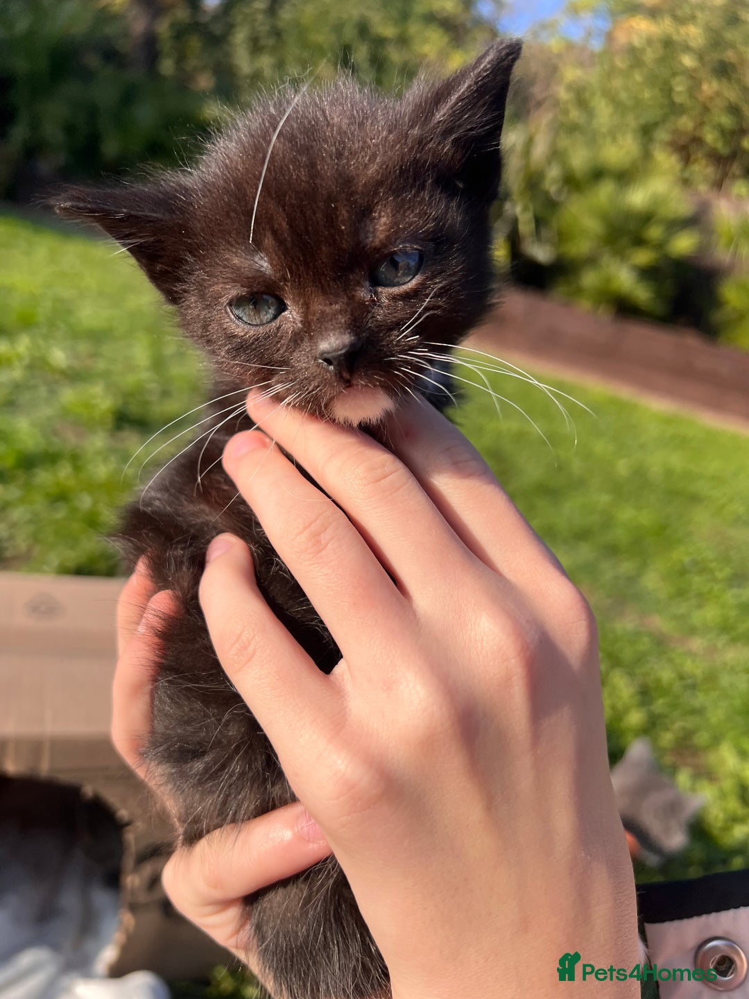 Mixed Breed cats for sale: 😍For  ** 😍 - Image 2