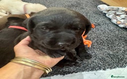 Labrador Retriever dogs for sale: EXCELLENT &UNIQUE LAB PUPPIES AV 12 NOV £1450 - Image 38