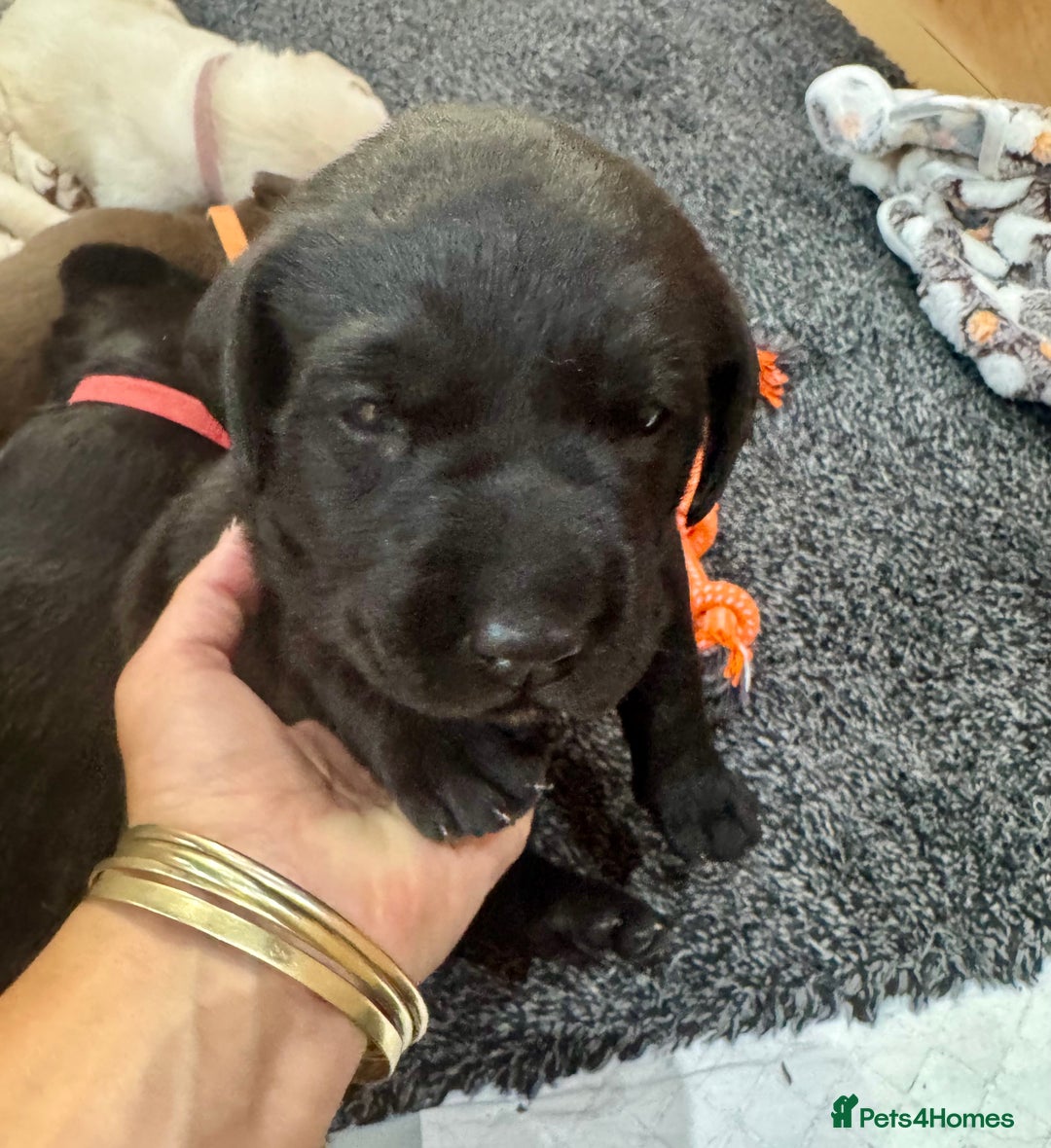 Labrador Retriever dogs for sale: EXCELLENT &UNIQUE LAB PUPPIES AV 12 NOV £1450 - Image 38