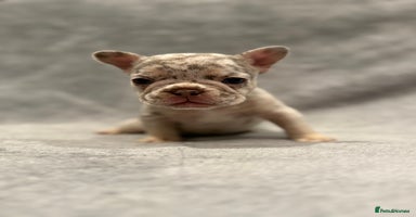 French Bulldog dogs 🐶 Beautiful Litter Of French Bulldogs 🐶 - Advert 13