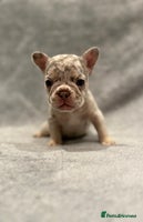 French Bulldog dogs 🐶 Beautiful Litter Of French Bulldogs 🐶 - Advert 13