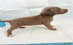 American Bully dogs for sale:  Medium Bully Puppies–XL are banned, these are NOT - Image 12