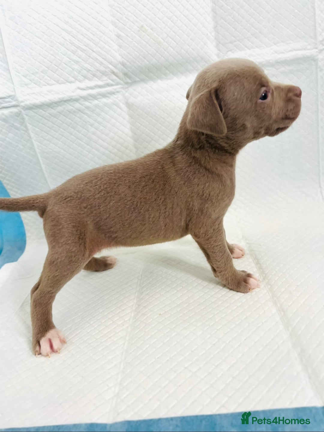 American Bully dogs for sale:  Medium Bully Puppies–XL are banned, these are NOT - Image 12